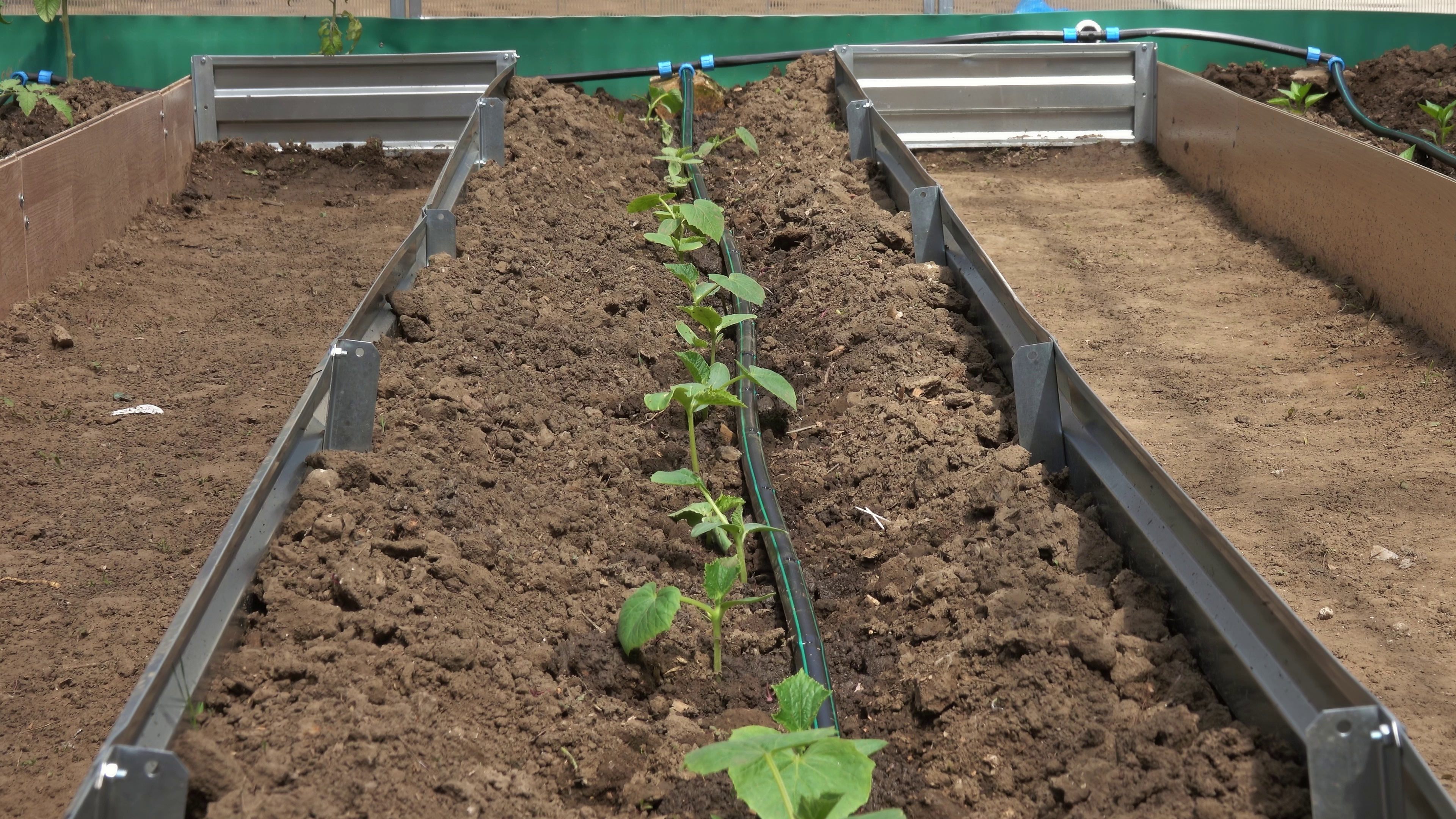Professional raised garden beds with vegetable plants and drip irrigation system in greenhouse