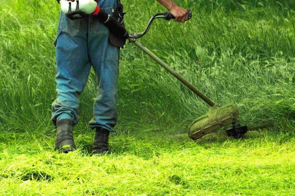 Professional landscaper using string trimmer for weeding and grass maintenance